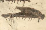 Fossil Fish Jaw Sections in Rock - Asfla, Morocco #270944-1